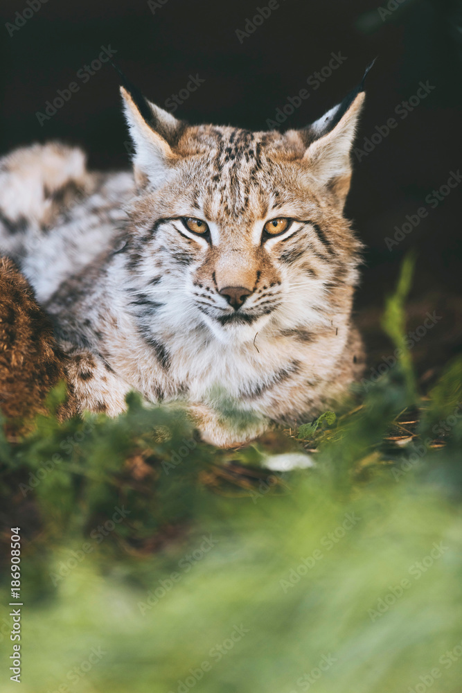 Fototapeta premium Young eurasian lynx lying down in grass looking towards camera.