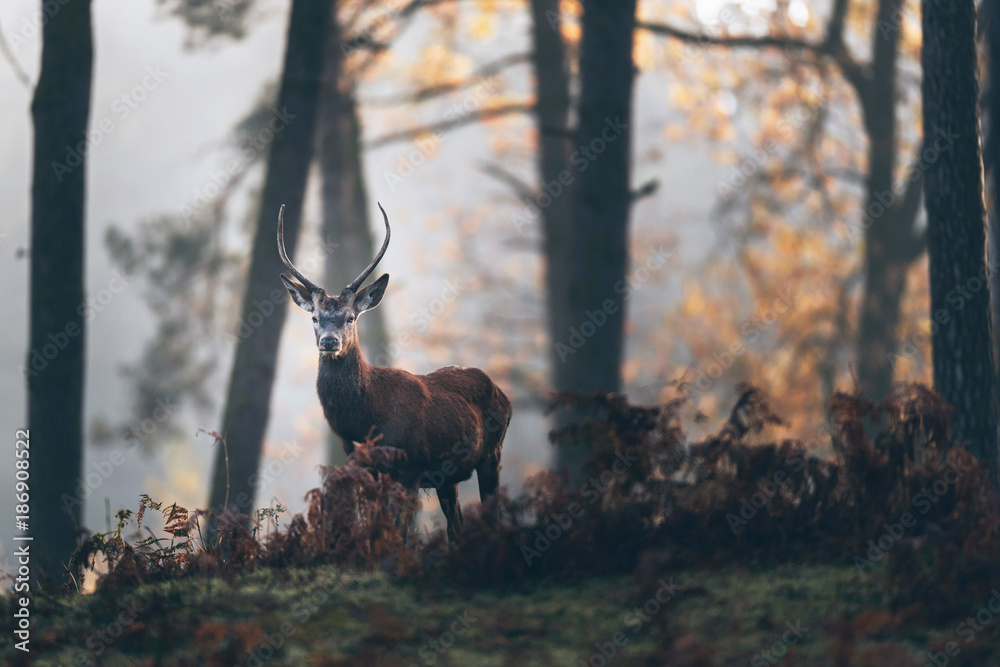 Fototapeta premium Jeleń jelenie ze spiczastymi rogami między paprociami mglistego jesiennego lasu.