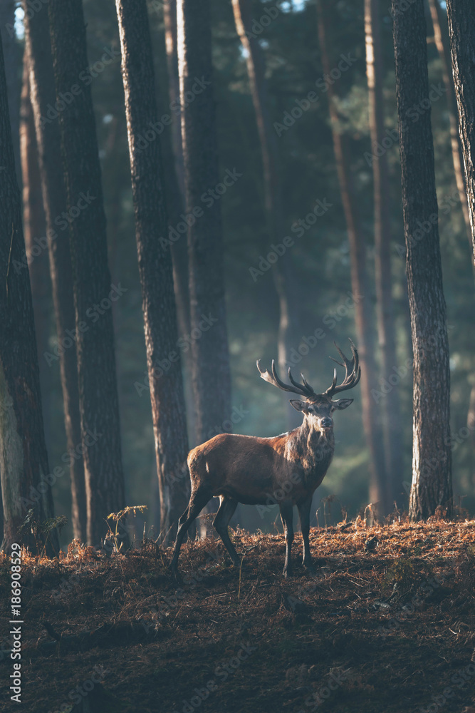 Fototapeta premium Red deer stag (cervus elaphus) in dark autumn pine forest.