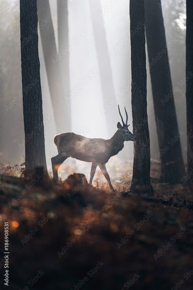 Naklejka premium Parujący jeleń z ostrymi rogami chodzenia w mglistym jesiennym lesie.