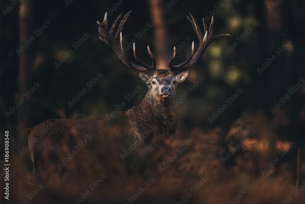 Obraz premium Red deer stag between brown colored ferns in fall forest.