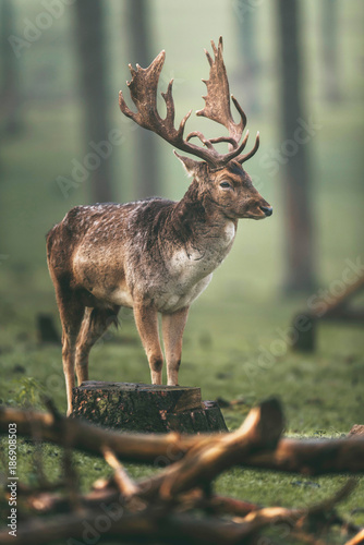 Male fallow deer (dama dama) standing in forest meadow.