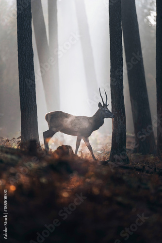 Steaming red deer with pointd antlers walking in misty autumn forest.