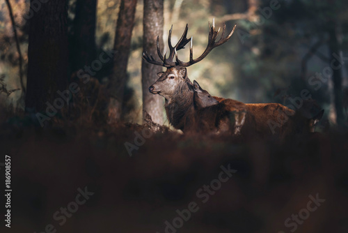 Red deer stag lit by sunlight in autumn forest with brown colored ferns.