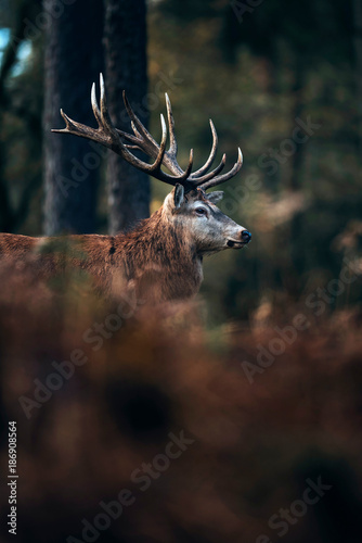 Red deer stag in autumn forest with brown colored ferns.
