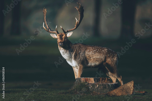 Fallow deer buck (dama dama) in sunlight on forest meadow.