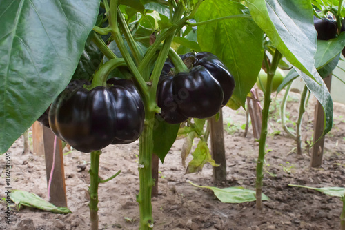 Purple bell pepper on the pepper tree.