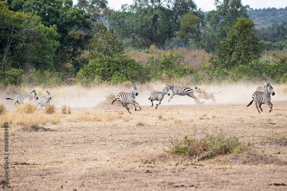 Fototapeta premium Lioness Chasing Pack of Zebra in Africa