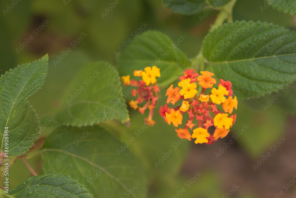 Flower with yellow, orange and red leaves in green background Flower with yellow, orange and red leaves in green background