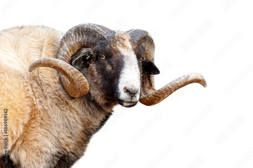 Obraz premium Navajo Churro Sheep Closeup