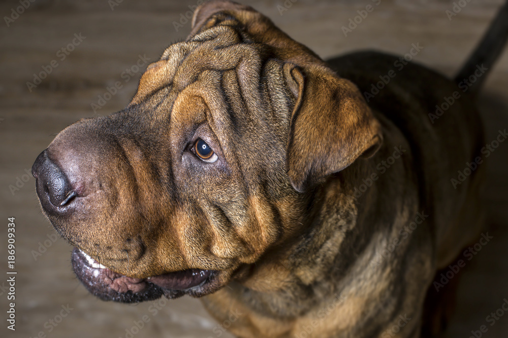 Obraz premium Portrait of Red Wrinkled Sharpei Dog