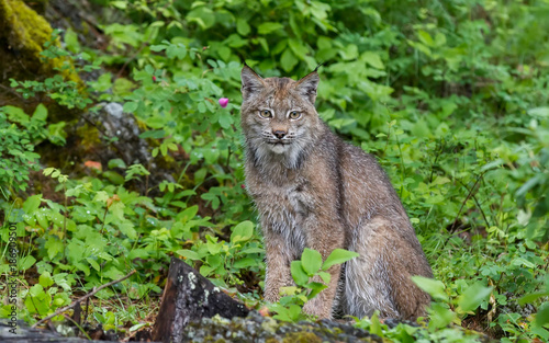 Canada Lynx © Dee Carpenter