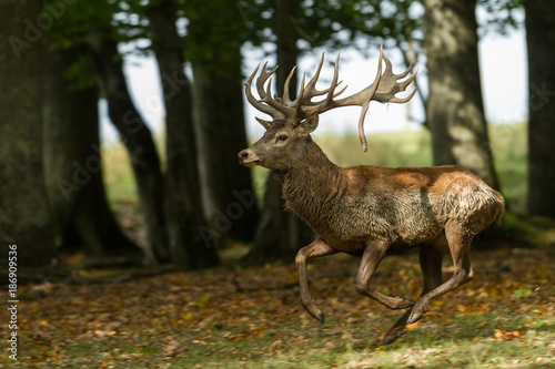 Deer - Cerf © AB Photography