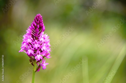 Pyramidal Orchid - Anacamptis Pyramidalis - Pyramiden Hundswurz © Komwanix