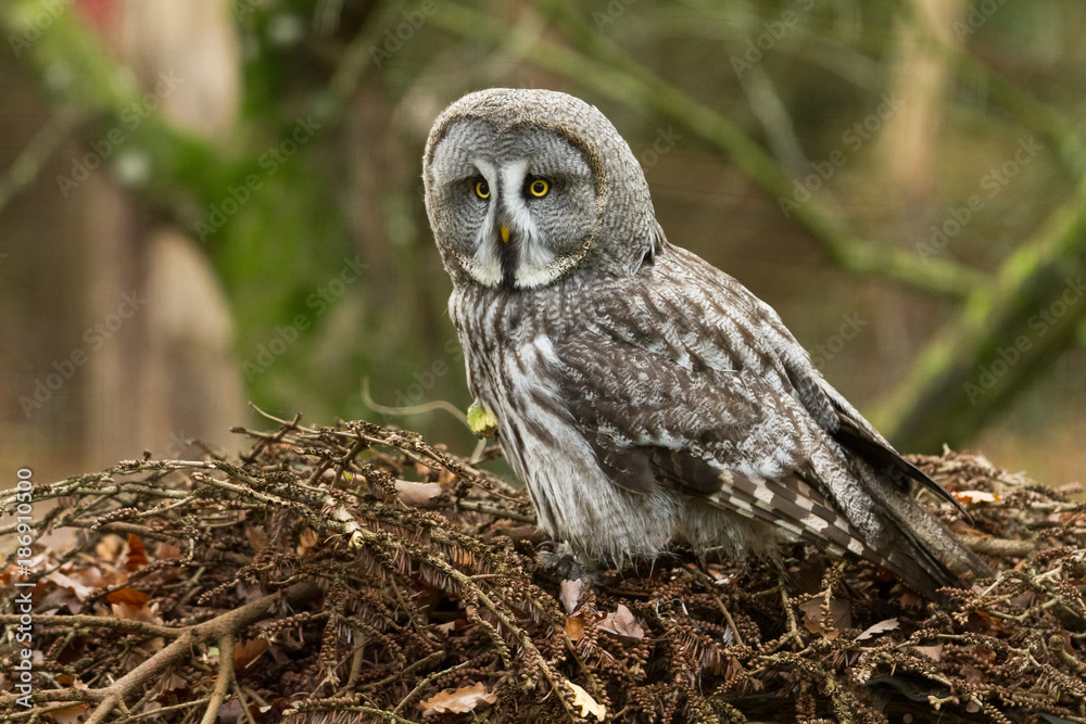 Fototapeta premium Great Gray Owl - Chouette Lapone