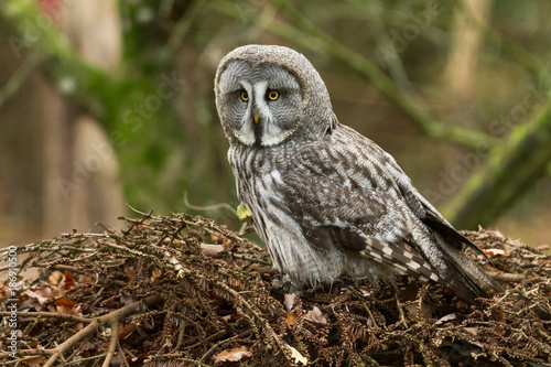 Great Gray Owl - Chouette Lapone