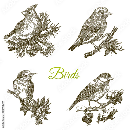 Beautiful set of forest birds sitting on branch. Engraving style. Vector illustration.