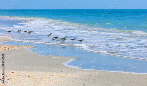 Birds, willets, on the beach of Sanibel Island, Florida, USA