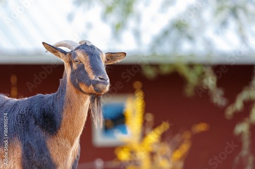 San Clemente Goat on Farm