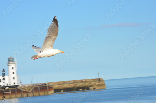 Flying seagull