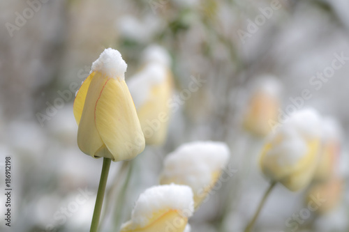 Tulpe im Schnee – Frühlingsblumen im Winter