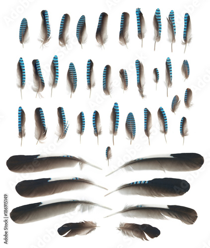 Fotografie, Obraz Close up blue jay wing feathers isolated on white background