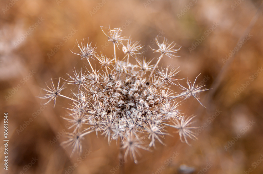 dry dill flower in nature, top view, closeup dry dill flower in nature, top view, closeup