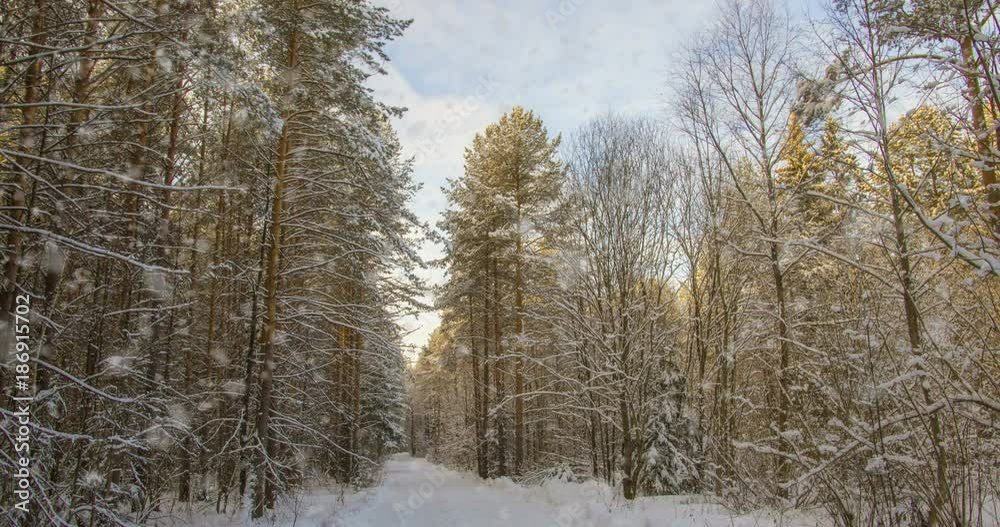 CINEMAGRAPH, 4k, falling snow in the winter forest, loop CINEMAGRAPH, 4k, falling snow in the winter forest, loop