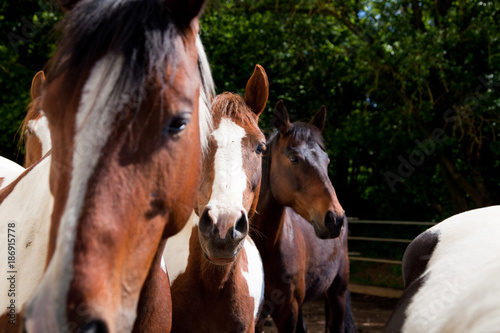 Mares In A Paddock