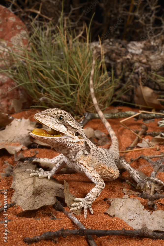 Obraz premium Westliche Bartagame / Zwergbartagame (Pogona minor) - western bearded dragon