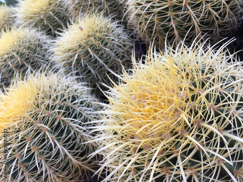 Backlit Cactus Succulent Variety at Local Market