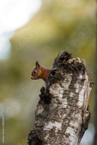 Red Squirrel portrait