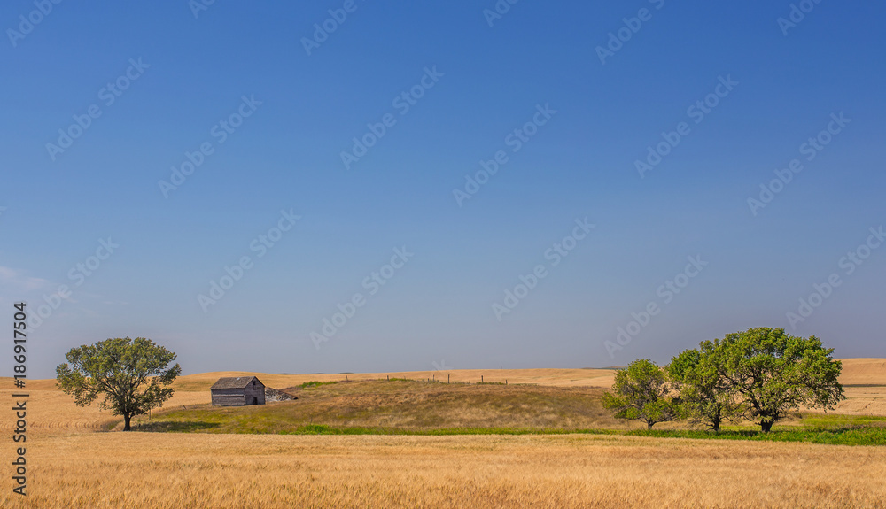 Three trees dotted in a small meadow with golden wheat fields circling around it in a qyuiet farming countryside landscape