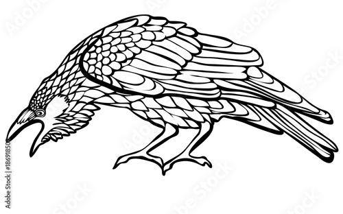 Vector illustration of raven black and white 