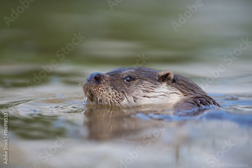 Swimming otter