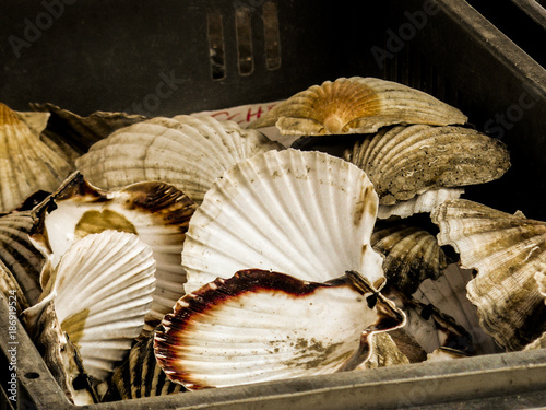 Beautiful sea shells close up 