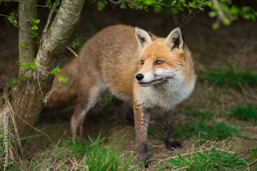 Fox closeup © Alina