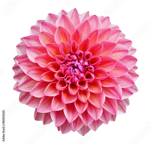 Fotografering Pink dahlia isolated on white background
