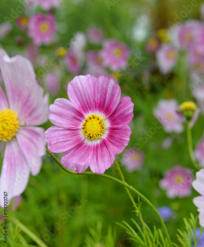Daisy flower - Spring flower field close up
