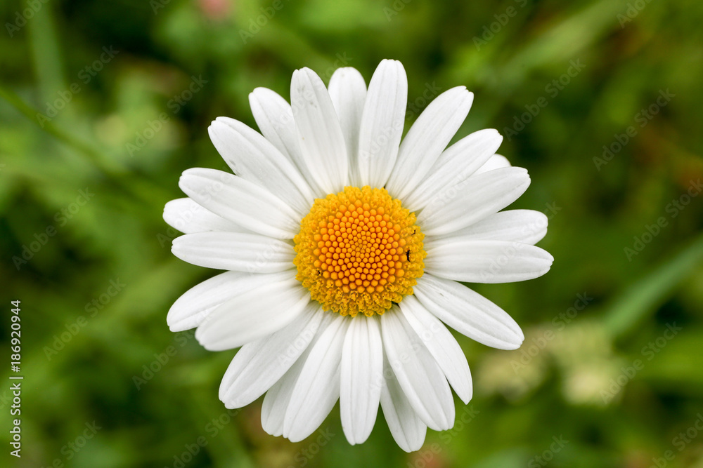 Fototapeta premium Photo of a pretty daisy in a green field