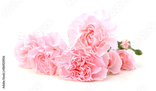 Carnations on white