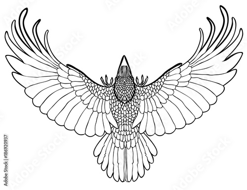 Vector illustration of flying raven black and white 