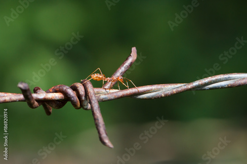 Macro photography of ants climbing on the barbed wire