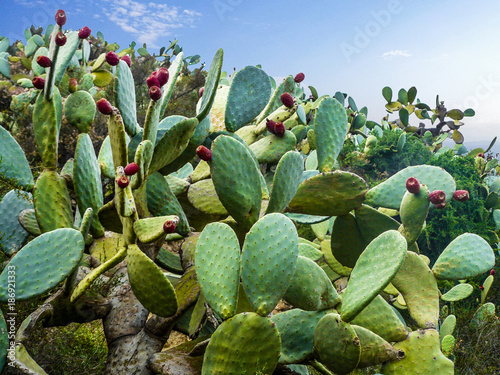 Cactus field in Mexico city