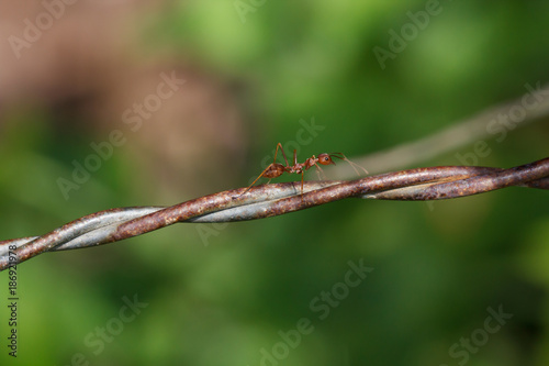 Macro photography of ants climbing on the barbed wire © JC_STOCKER