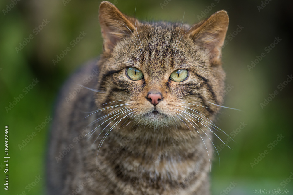 Scottish wildcat portrait