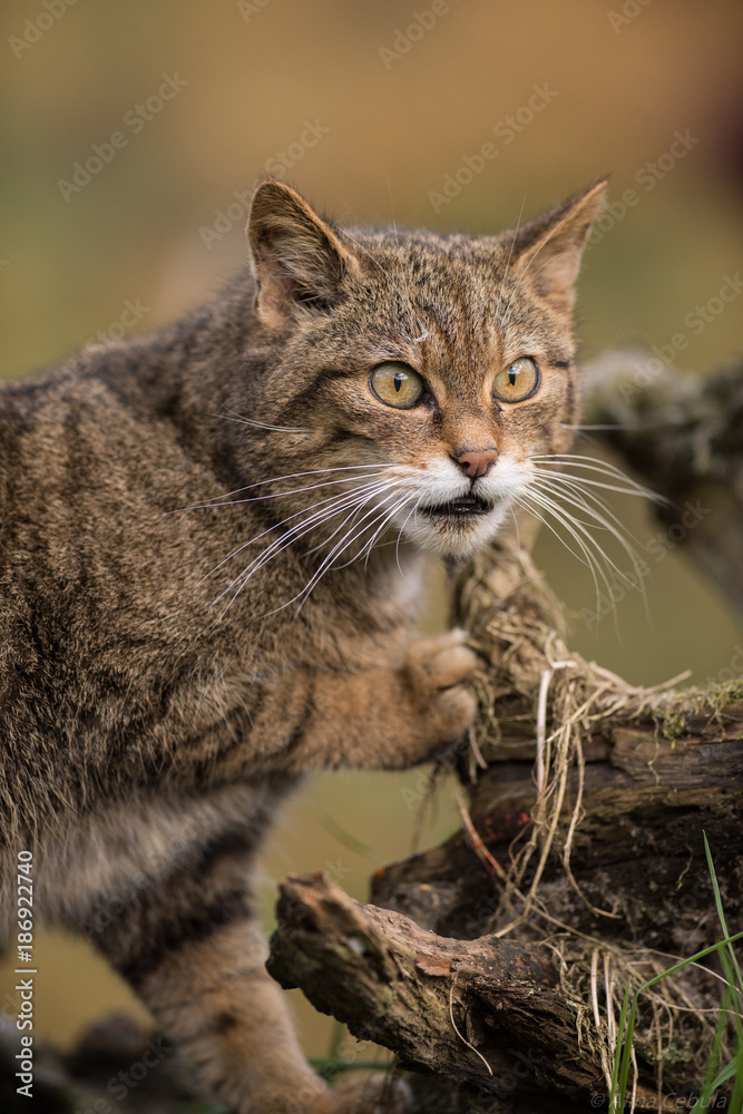 Scottish wildcat portrait