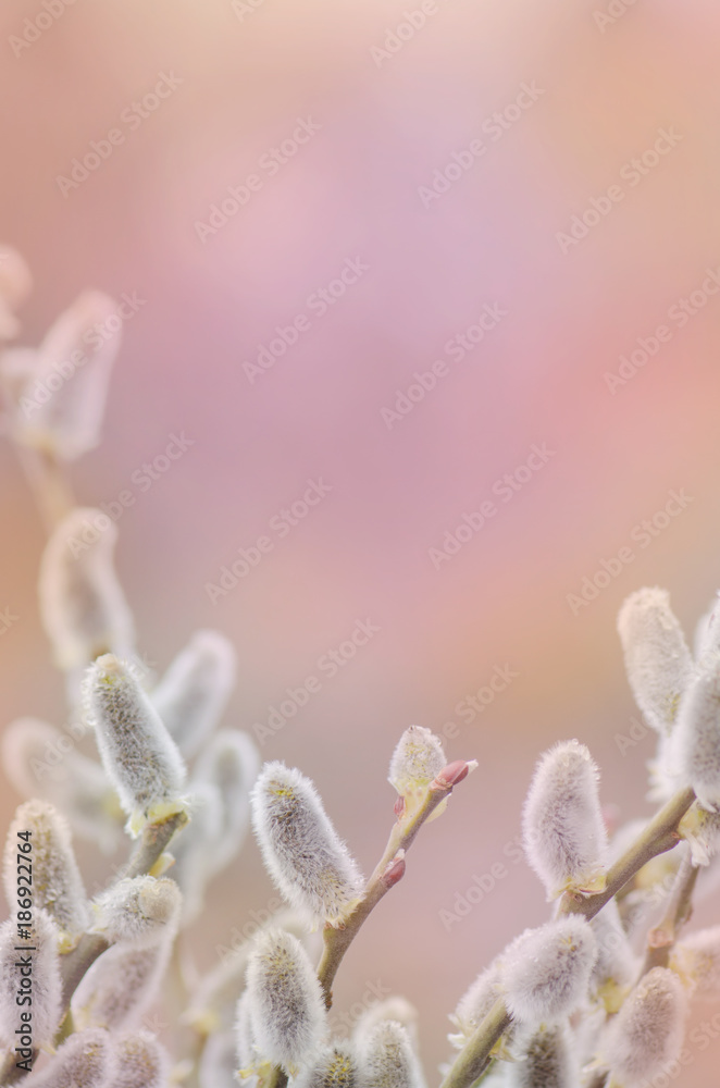 Fototapeta premium Spring willow on a pastel abstract background