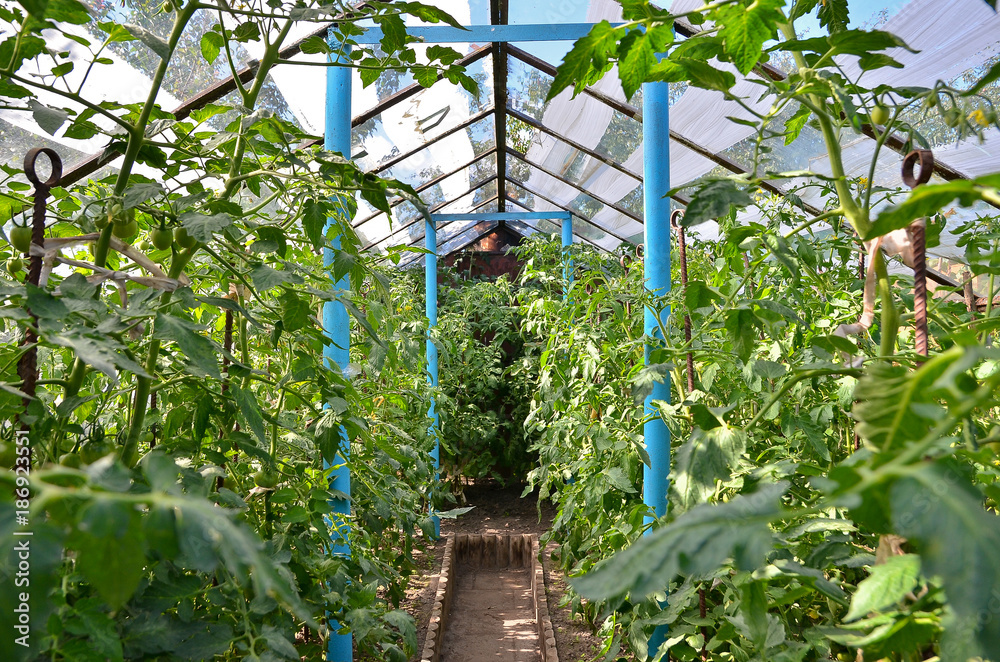 Growing tomatoes in an organic greenhouse. Wide angle view.