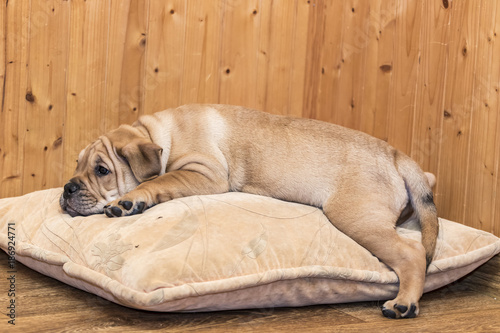 Ca de Bou (Mallorquin Mastiff) puppy dog